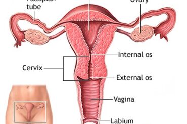 What is cervix? Cervix is the lower most part of your uterus. It is point of entry and exit to the space inside your uterus. See the picture below for more understanding